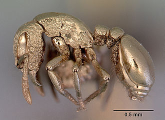 Scanning electron micrograph of a metal-coated mite, with a 0.5-millimeter scale bar.