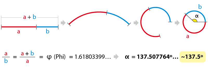 Geometric construction deriving the golden angle of about 137.5 degrees from the golden ratio.