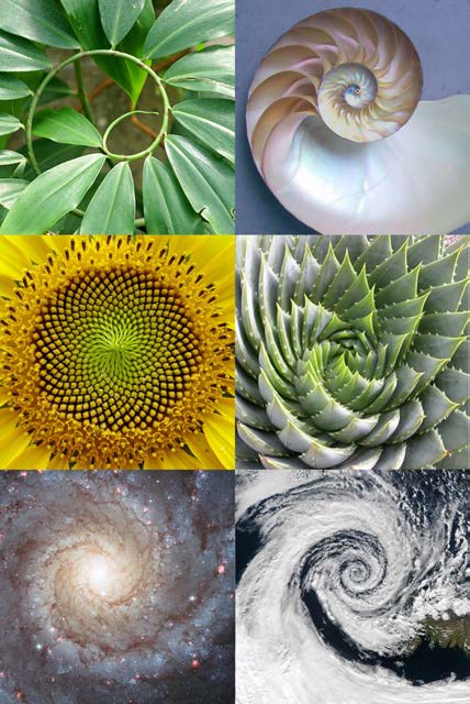 Collage of spiral patterns in leaves, a nautilus shell, a sunflower, a succulent, a galaxy, and a hurricane.