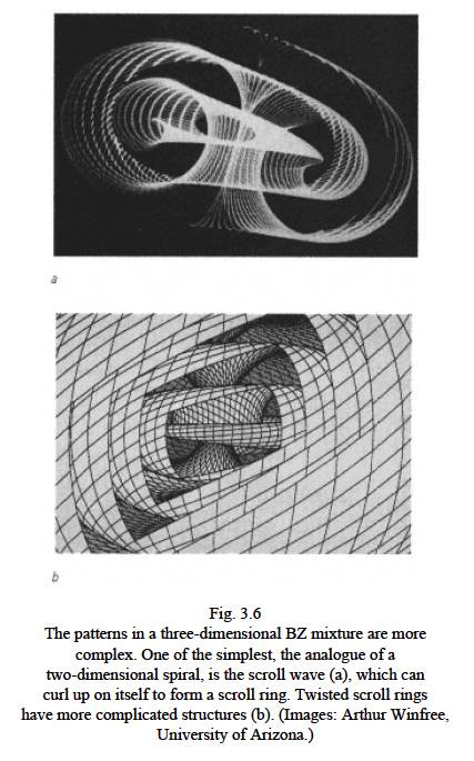 Below: Natural scroll wave patterns in nature as also found in magnetic field reciprocation