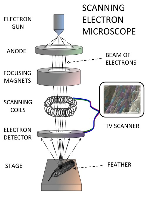 Diagram of a scanning electron microscope showing the electron gun, focusing magnets, scanning coils, detector, and feather sample.