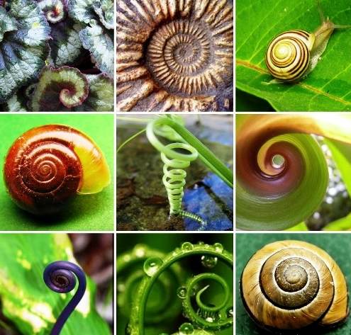Nine-photo collage of spiral forms in shells, snails, fern shoots, and coiled plant growth.