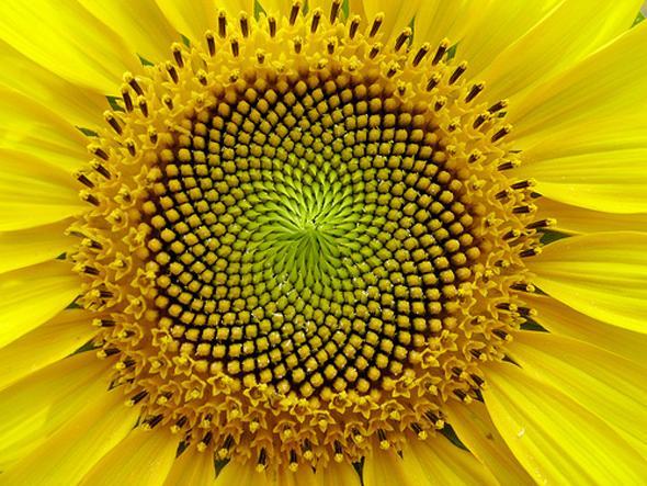Below: Sunflower phyllotaxis growth and the shape of magnetic field reciprocation lines