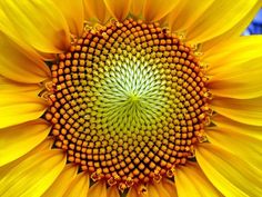 Below: Natures golden section of pressure mediation by fields is applicable to all simplex things in nature as well. Any aspect of nature which does not follow the golden section is merely a compounded product of two or 
